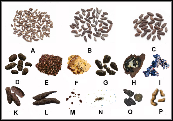 Difference Between Rat And Field Mouse Diet